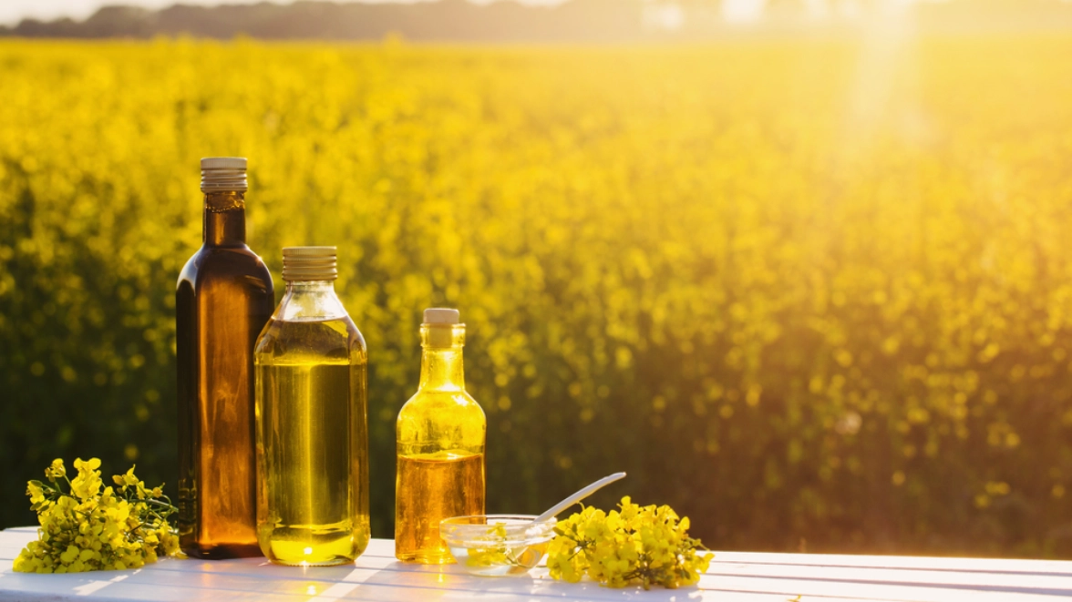 Gute Öle, Kaltgegepresst Olivenöl, Raps und Sonnenblumenöl