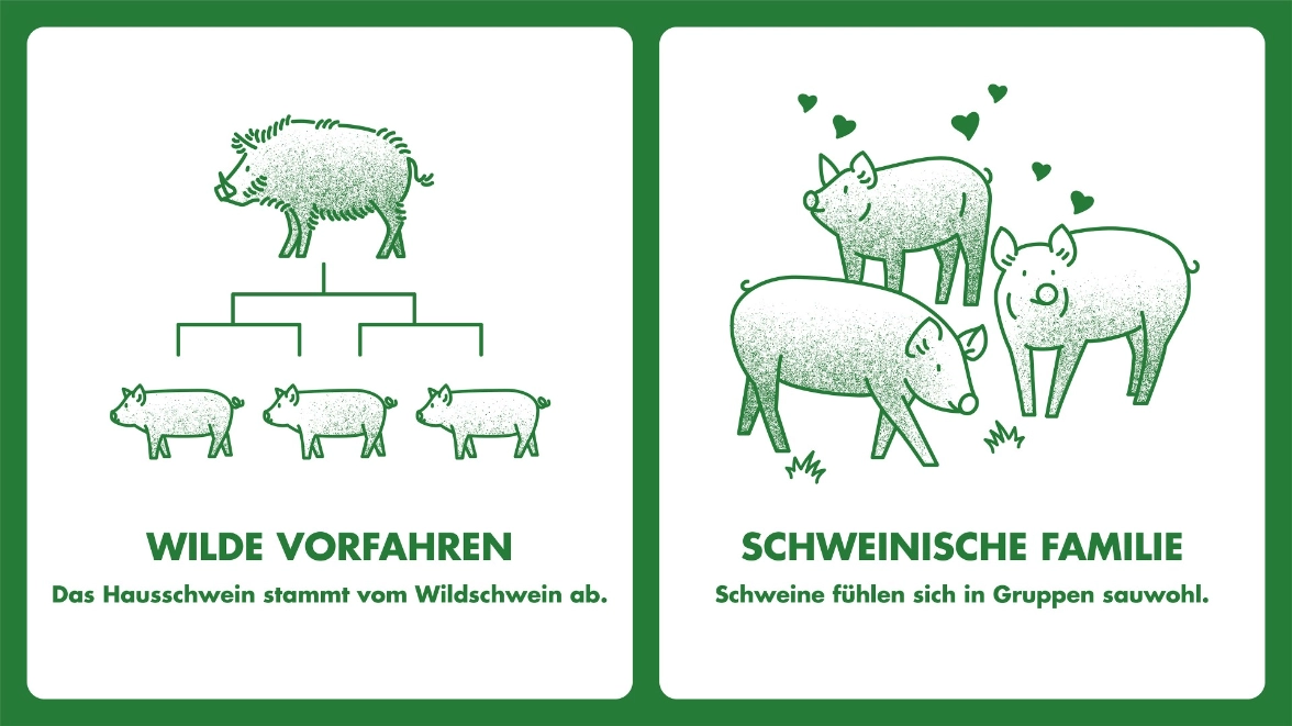 Artgerechte Schweinehaltung in der Schweiz