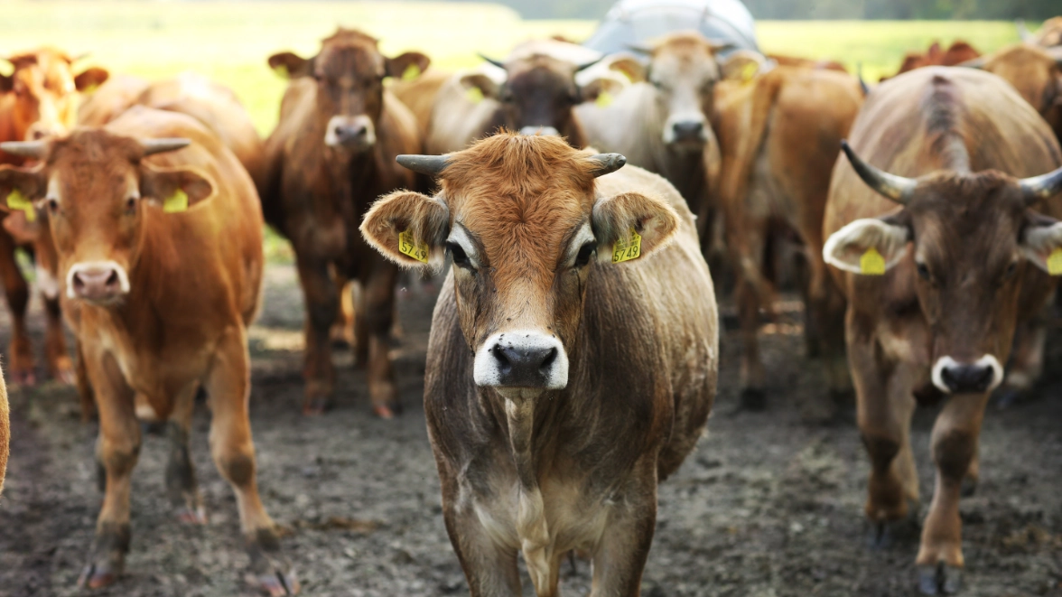 Demeter: Bio-dynamische Landwirtschaft