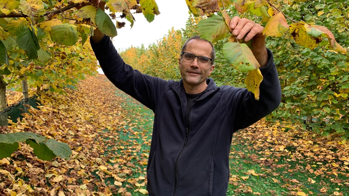 Bio-Haselnüsse aus der Schweiz